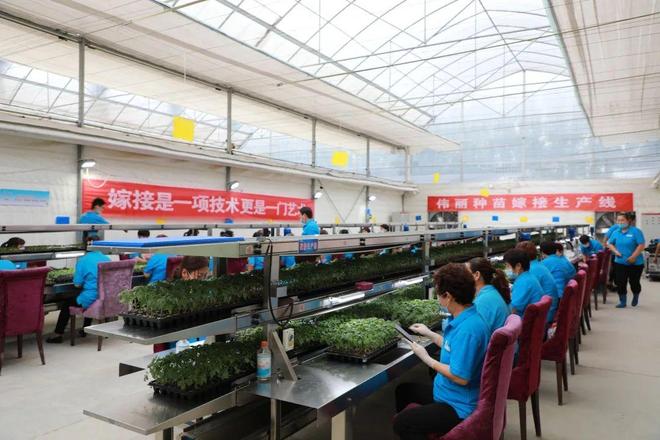 喜報(bào)！山東六家單位榮膺“全國(guó)巾幗現(xiàn)代農(nóng)業(yè)科技示范基地”，引領(lǐng)技術(shù)推廣服務(wù)新風(fēng)尚